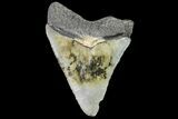Juvenile Megalodon Tooth - Georgia #115634-1